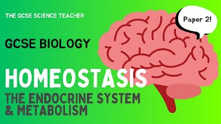 GCSE Biology Homeostasis an overview  AQA OCR Edexcel [upl. by Ylrebmic]