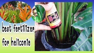 best fertilizer for heliconia plantplant to grow at homeplanttogrow [upl. by Everest]