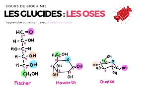 GLUCIDES  LES OSES 🍬 Biochimie Facile [upl. by Anayek]