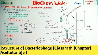 Structure of Bacteriophage Class 11th Chapter Acellular life [upl. by Bromleigh]