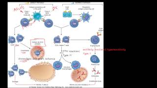 83P  Transplant rejection  Immunological basis and explanation MHC CD4 CD8 T cell [upl. by Arlina461]