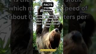 The slowest moving animal is the three toed sloth which moves at a speed of about 0 24 kilometers p [upl. by Torie]