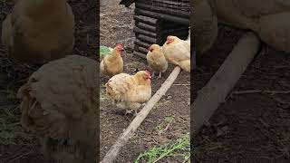 OMC A group of preening beauties 😍😍😍 chickens hens preening relaxing beautiful shorts [upl. by Ogata818]