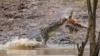 Crocodile Attacks Kangaroo Amazing footage [upl. by Fogel]