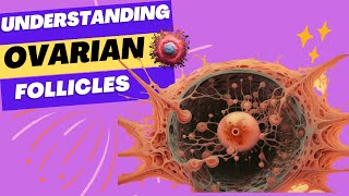 Understanding Ovarian Follicles Structure Function amp Health Implications [upl. by Rosie]