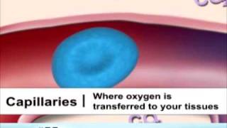 Types of Blood Vessels [upl. by Risteau]