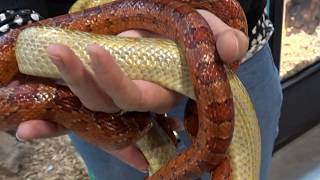 Le Serpent des Blés ou Pantherophis Guttatus  Villaverde  Pizançon  France [upl. by Hoseia143]