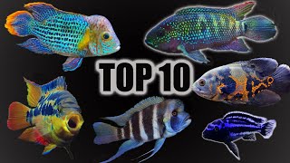 Top 10 Cichlid Tank Setups amp Stocking Ideas [upl. by Shinberg]