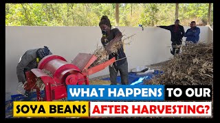 Soya Bean Farming in Zambia What Happens Next After Harvesting [upl. by Adekahs]