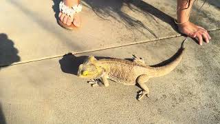 Central bearded dragon meal time [upl. by Philcox]