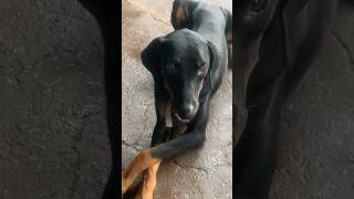 Konsa Dog Hai batao🐕 shortsvideo gwalior doglover dogtraining gwaliorwale india [upl. by Shipp685]