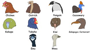 Every Flightless Birds Explained in 7 Minutes [upl. by Yzus765]