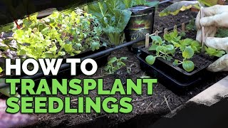 How to Transplant Seedlings My HighDensity Method [upl. by Nosidda]