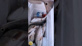 A 2 person Georgia Redfish limit redfish redfishing spottailbass reds georgiafishing [upl. by Suchta]