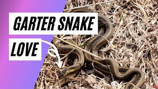 Garter Snakes Mating You Know Youre Curious [upl. by Llesirg624]