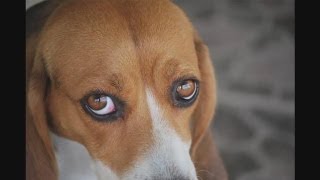 How To Recognize Dog Eye Infections [upl. by Earas166]