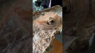 Huntsman Spider Heteropoda Davidbowie cleaning her fangs Singapore [upl. by Aedrahs457]