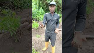 how to plant cocoyam [upl. by Margarette]