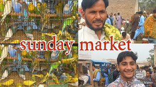 Sunday Market Hazro Famous Birds Market munsab k Hazro tv vlog Sttock Pakistan [upl. by Paapanen]