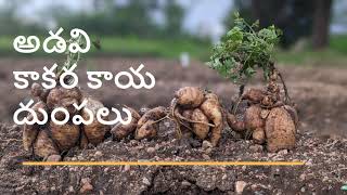 అడవి కాకర దుంపలు  grow spine gourd  ఆ కాకర  బోడకాకర  adavi kakara dumpalu [upl. by Freeborn]