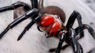 Macrothele gigas feeding [upl. by Wisnicki]