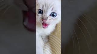 Why Your Kitten is Hissing [upl. by Droc]