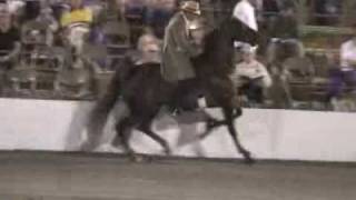 Cruelty Behind Tennessee Walking Horses [upl. by Paget]