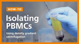 How to Isolate PBMCs from Whole Blood Using Density Gradient Centrifugation Ficoll™ or Lymphoprep™ [upl. by Rraval]