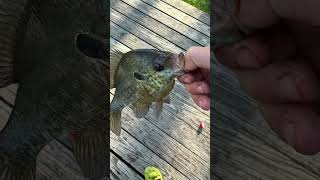 Went fishing today fishing bassfishing bass fish [upl. by Eilatam259]