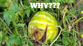 Why are the Watermelons splitting on the Vine What to do [upl. by Nayab]