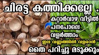 ചിരട്ട കളയണ്ടവീട്ടിൽ ഭീമൻ കറ്റാർവാഴ വളർത്താം propagation alovera poppy vlogsmalayalam [upl. by Iolenta]