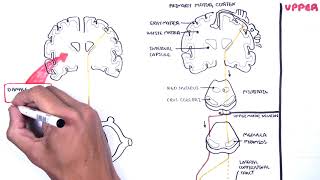 Introduction to Upper and Lower Motor Neuron Lesions [upl. by Moseley]