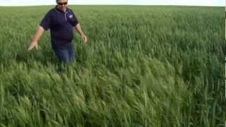 Brome grass management in cereal crops [upl. by Emmit]