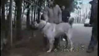 Worlds Strongest Fighter Dog  The Kurdish Kangal [upl. by Henrion]