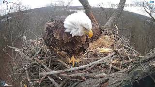 Hanover PA Live Streaming Bald Eagle Nest Webcam HDOnTap com — Mozilla Firefox 2024 01 29 16 03 1 [upl. by Llenyar]