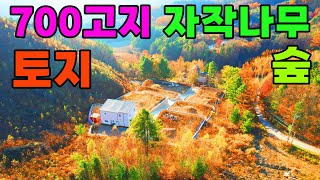 환상의 자작나무숲길 딱 700고지 100평대 토지 입니다 해발700자작나무숲평창봉평 [upl. by Dorsy]