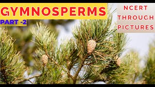 Plant kingdom 09GYMNOSPERMS  Class 11 CBSE NCERT NEETNCERT through pictures  Part 2 [upl. by Ydnis]