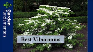 Best Viburnums and How to Avoid the Viburnum Beetle [upl. by Akemak]