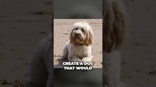 Cockapoo  The Oldest Designer Dog Breed [upl. by Malachy]