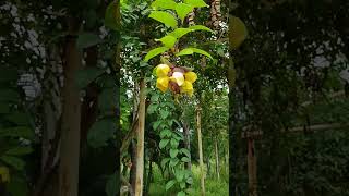 Gmelina philippensisflowers of yellow blossoms from a pendant structure overlapping bracts [upl. by Ymled]