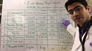 How To PCR Calculations [upl. by Spieler]