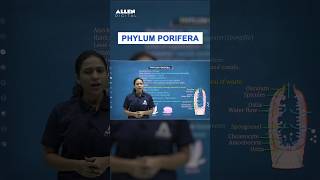 Phylum Porifera Class 11th  NEET Biology 2024  Porifera in one Minute  ALLENNEET shorts neet [upl. by Dranek149]