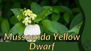 MUSSAENDA YELLOW DWARF Information and Growing Tips Mussaenda glabra [upl. by Oilla]