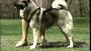 Norwegian Elkhound  AKC Dog Breed Series [upl. by Denny498]