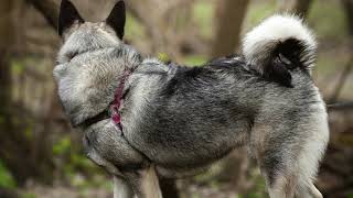 Norwegian Elkhound dog  Profile care health training [upl. by Atiuqihs]