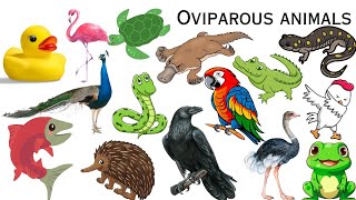 Oviparous animals  Oviparous animals name in english for kids  Oviparous animals name [upl. by Marcille436]