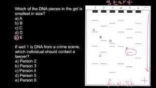 Genetics how to read Agarose gel electrophoresis running results [upl. by Attennyl461]