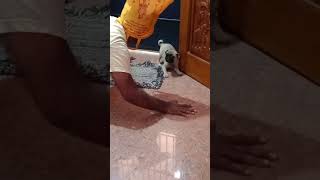 😪😪Enna polapu ithu😪😪julieo leo pug funny comedypets comedyvideo fun [upl. by Andrus926]