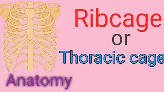 What is Ribcage or thoracic cage and how many bones in Ribcagethoracic cage [upl. by Eninaj27]