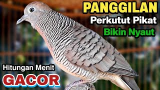 Perkutut Lokal Gacor RAJA PIKAT Ahlinya Bikin Semua Burung Perkutut Gacor Nyaut [upl. by Farny125]